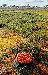 KA 99 04 0041 / Rubus chamaemorus / Molte